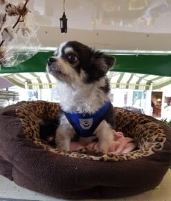 Luxyana® Hondentuigje - S - 28-32cm - Geschikt Voor Kleine Honden En Als Kattenharnas - Easy Step-in Hondentuigje Voor De Kleine Hond Of Kat - Inclusief Bijpassend Riempje - Zwart -Huisdier Benodigdheden 1026x1200 2