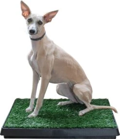 Adori Trainingsmat Gras - Hondentoilet - 50x63 Cm Multi-Color -Huisdier Benodigdheden 1034x1200 1