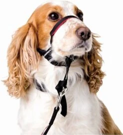 Halti OptiFit Headcollar - Hond - Anti Trekhalsband - Maat M - Voor Labrador, Boxer, Dobermann, Golden Retriever -Huisdier Benodigdheden 1092x1200