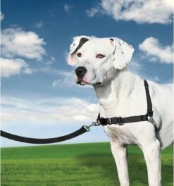 PetSafe Easy Walk® - Hondentuigje - Zwart - M - 51-71 Cm 30 PetSafe Easy Walk® - Hondentuigje - Zwart - M - 51-71 Cm -Huisdier Benodigdheden 1123x1200 2