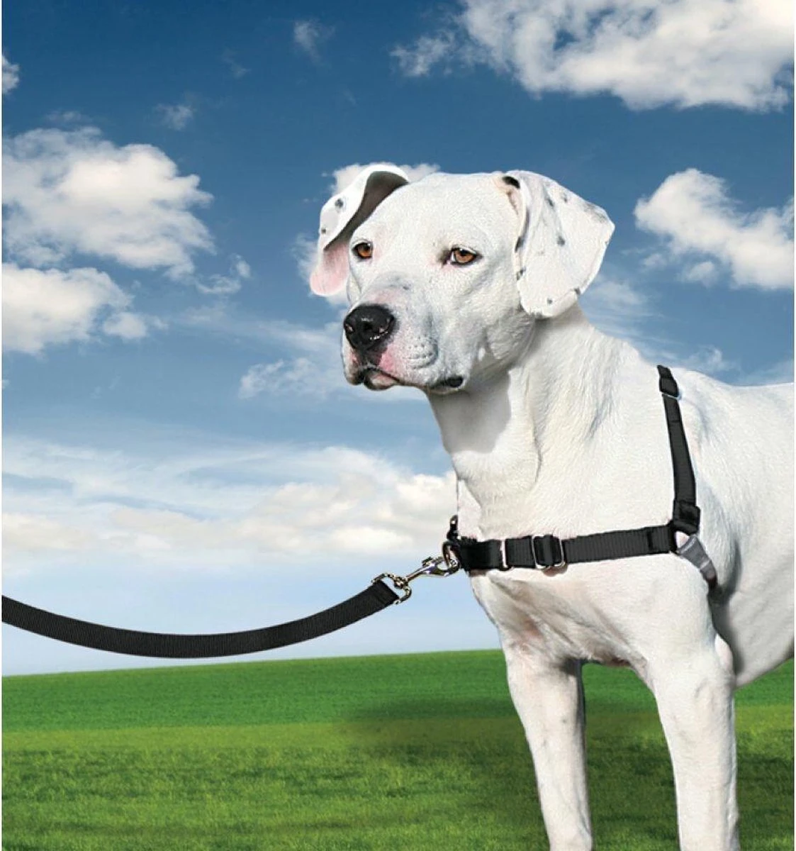 PetSafe Easy Walk® - Hondentuigje - Zwart - M - 51-71 Cm 12 PetSafe Easy Walk® - Hondentuigje - Zwart - M - 51-71 Cm - Afbeelding 11