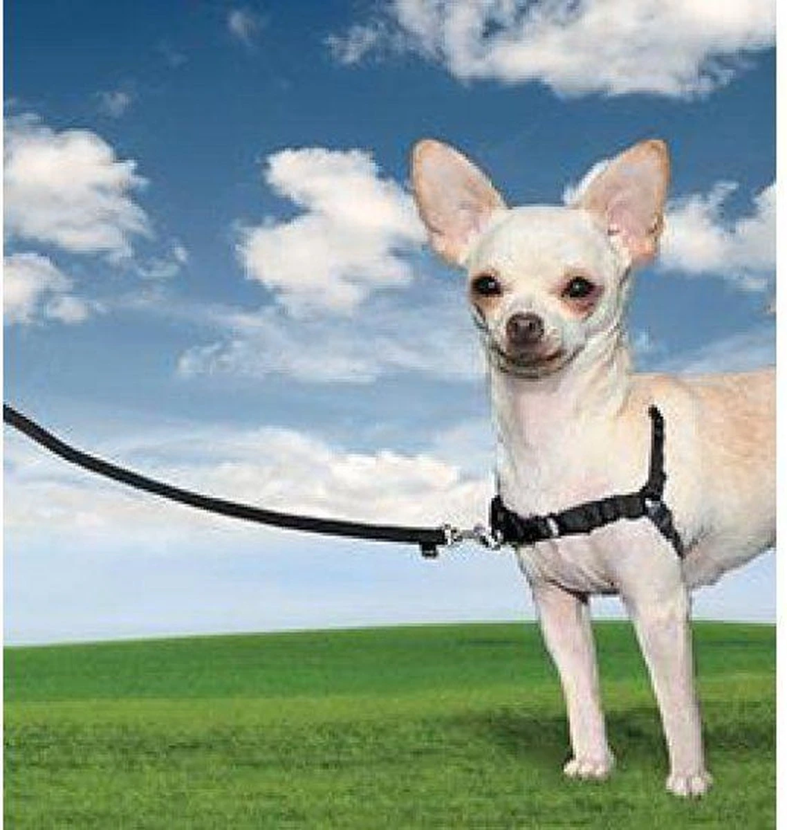 PetSafe Easy Walk® - Hondentuigje - Zwart - M - 51-71 Cm 10 PetSafe Easy Walk® - Hondentuigje - Zwart - M - 51-71 Cm - Afbeelding 9