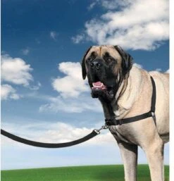 PetSafe Easy Walk® - Hondentuigje - Zwart - M - 51-71 Cm 26 PetSafe Easy Walk® - Hondentuigje - Zwart - M - 51-71 Cm -Huisdier Benodigdheden 1152x1200 2
