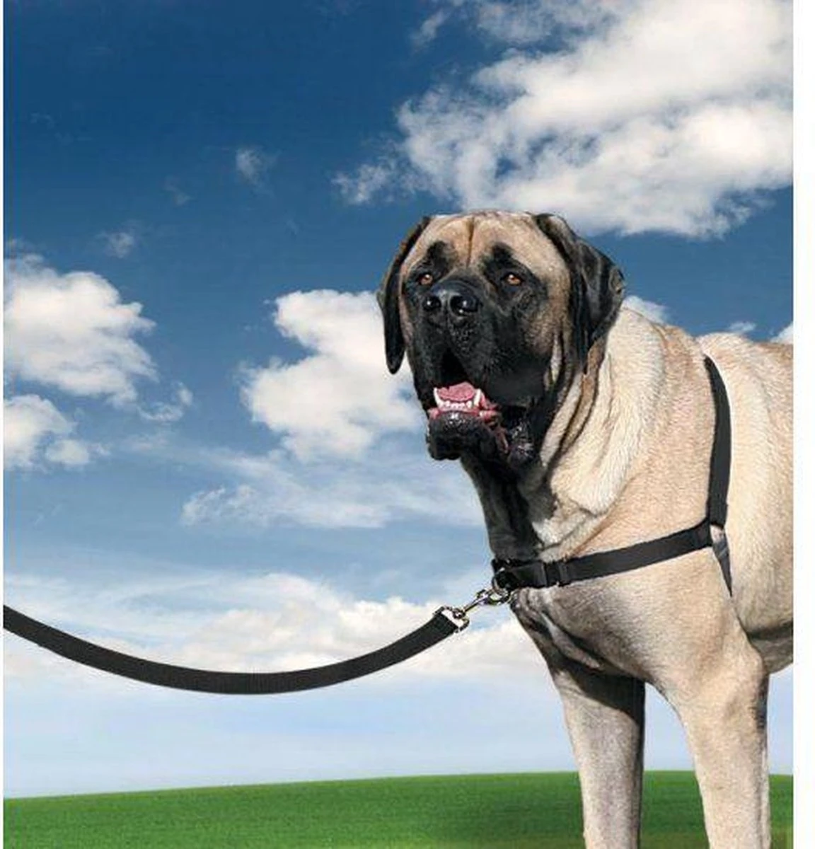 PetSafe Easy Walk® - Hondentuigje - Zwart - M - 51-71 Cm 8 PetSafe Easy Walk® - Hondentuigje - Zwart - M - 51-71 Cm - Afbeelding 7