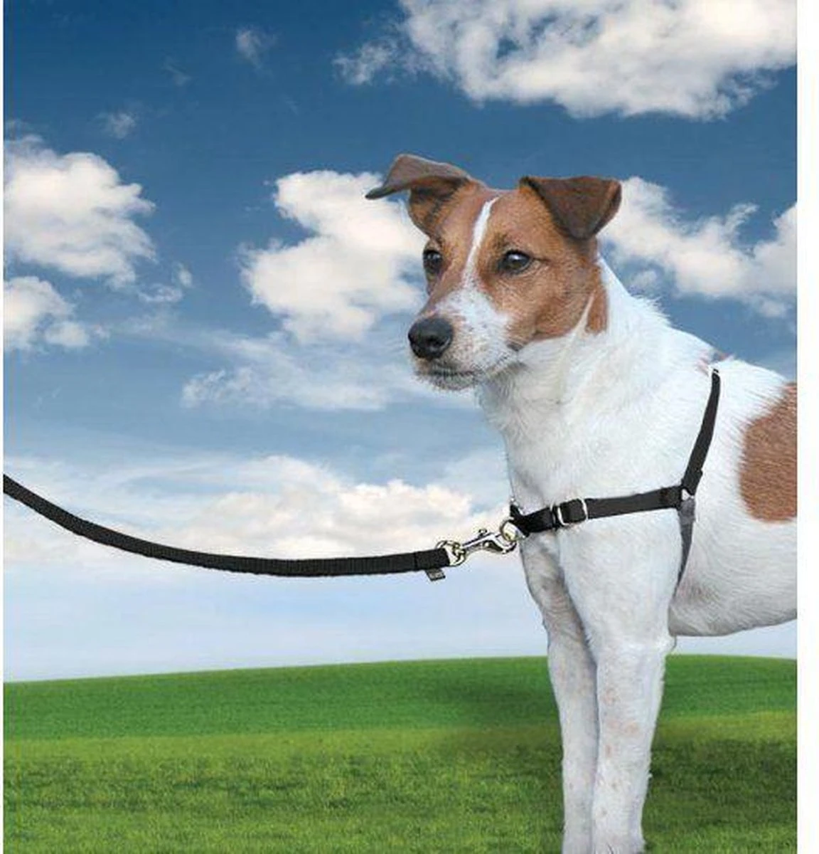 PetSafe Easy Walk® - Hondentuigje - Zwart - M - 51-71 Cm 9 PetSafe Easy Walk® - Hondentuigje - Zwart - M - 51-71 Cm - Afbeelding 8