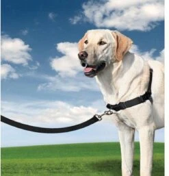 PetSafe Easy Walk® - Hondentuigje - Zwart - M - 51-71 Cm 29 PetSafe Easy Walk® - Hondentuigje - Zwart - M - 51-71 Cm -Huisdier Benodigdheden 1152x1200 4