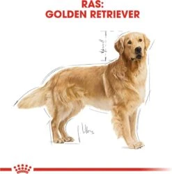 Royal Canin Golden Retriever 12 KG -Huisdier Benodigdheden 1184x1200 4