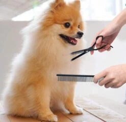 Petsify - Professionele 8-delige Huisdier Knipset - Effileerschaar Hond - Kam Hond - Schaar Hond - Katten Kam - Hondenschaar - Trimschaar Voor Honden - Kapperset - Zwart 10 Petsify - Professionele 8-delige Huisdier Knipset - Effileerschaar Hond - Kam Hond - Schaar Hond - Katten Kam - Hondenschaar - Trimschaar Voor Honden - Kapperset - Zwart -Huisdier Benodigdheden 1200x1166 3