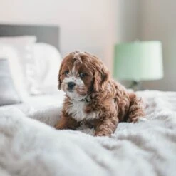 Fluffy Blanket - Pluche Hondendeken - 120 X 100 CM - Grijs - Voor De Auto Of Bank - Fleece -Huisdier Benodigdheden 1200x1200 1023