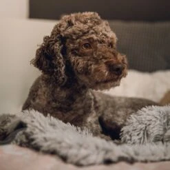 Fluffy Blanket - Pluche Hondendeken - 120 X 100 CM - Grijs - Voor De Auto Of Bank - Fleece -Huisdier Benodigdheden 1200x1200 1024