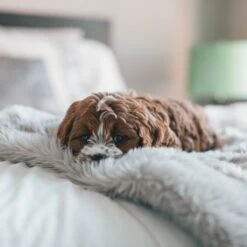 Fluffy Blanket - Pluche Hondendeken - 120 X 100 CM - Grijs - Voor De Auto Of Bank - Fleece -Huisdier Benodigdheden 1200x1200 1025