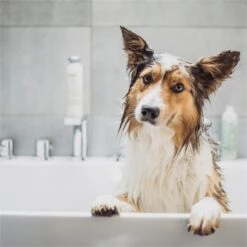 Greenfields Vacht Verzorging Set Voor Honden Shampoo, Conditioner & Droogshampoo 14 Greenfields Vacht Verzorging Set Voor Honden Shampoo, Conditioner & Droogshampoo -Huisdier Benodigdheden 1200x1200 234