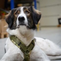 AnnyX Hondentuig - FUN - LIMTED EDITION - Speurtuig - Camouflage - Legergroen - Maat S - Borstomvang 52-64cm - Gewicht Hond 9 -19 Kg - My K9 -Huisdier Benodigdheden 1200x1200 547