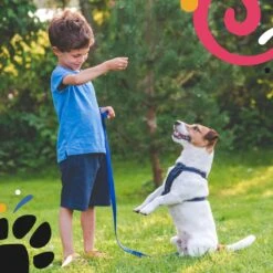 Hondentuig - Hondenharnas - Hondenriem - Anti Trek - Autogordel Hond - Zwart - Maat S -Huisdier Benodigdheden 1200x1200 580