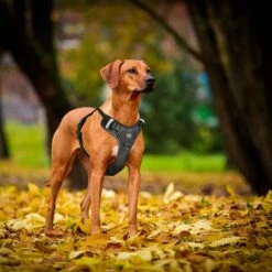 Hondentuigje - Anti-Trek Tuig - Hondenharnas - Y Tuig Hond - Reflecterend - Zwart - Maat M -Huisdier Benodigdheden 1200x1200 596