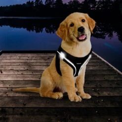 Topmast Airmesh Hondentuig - Click & Go - Petrol - L - Reflecterend - Harnas Hond - Hondentuigje - Hondenharnas - Voor Puppy, Kleine, Medium En Grote Hond -Huisdier Benodigdheden 1200x1200 605