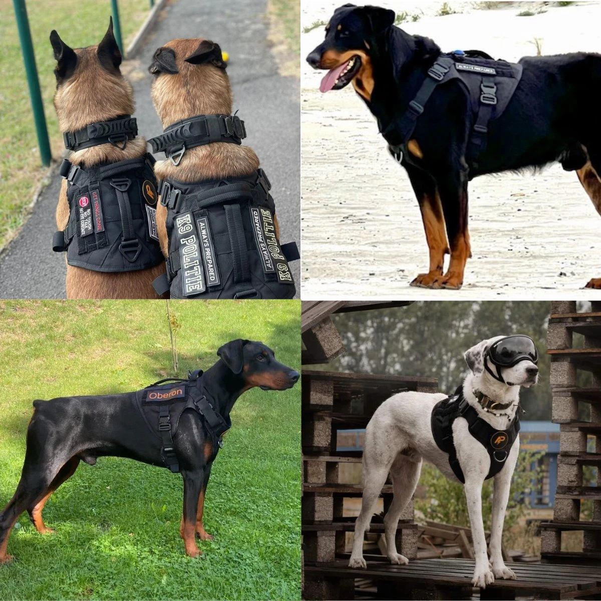 Always Prepared © Pro K9 Hondentuig - Anti Trek - Y Tuig - Middel En Grote Hond - Veiligheidstuig 16 Always Prepared © Pro K9 Hondentuig - Anti Trek - Y Tuig - Middel En Grote Hond - Veiligheidstuig - Afbeelding 14