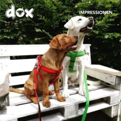DDOXX Hondenharnas Nylon, Step-In, Verstelbaar, Uitbraakbestendig | Voor Kleine, Middelgrote & Grote Honden | Borstharnas Hond Kat Puppy Auto | Puppy Harnas Kat Harnas | Rood, S -Huisdier Benodigdheden 1200x1200 630