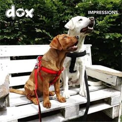 DDOXX Hondenharnas Nylon, Step-In, Verstelbaar, Uitbraakbestendig | Voor Kleine, Middelgrote & Grote Honden | Borstharnas Hond Kat Puppy Auto | Puppy Harnas Kat Harnas | Zwart, S -Huisdier Benodigdheden 1200x1200 632