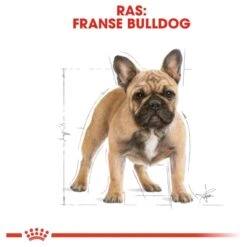 Royal Canin French Bulldog Adult 9 KG -Huisdier Benodigdheden 1200x1200 641