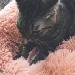 Snoozle Donut Hondenmand - Zacht En Luxe Hondenkussen - Wasbaar - Fluffy - Hondenmanden - 50cm - Grijs -Huisdier Benodigdheden 1200x1200 753