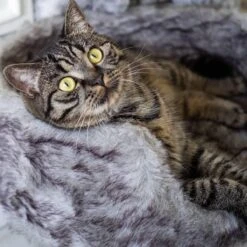 District 70 NORDIC - Luxe Kattenmand Op Pootjes - 40x30x25cm In Silver - Silver -Huisdier Benodigdheden 1200x1200 772