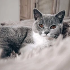 District 70 FUZZ - Hondenmand Comfortabel En Zacht Pluche - Zand, Oudroze, Donkergrijs En Lichtgrijs In S/M/L/XL - Maat: Large, Kleur: Zand -Huisdier Benodigdheden 1200x1200 854