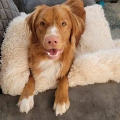 Origineel Hondendeken Voor Bank M – Hondenkleed Fluffy – Pluche Hondenbed - Hondenmand Premium - Volledig Afritsbaar - Beige -Huisdier Benodigdheden 1200x1200 876