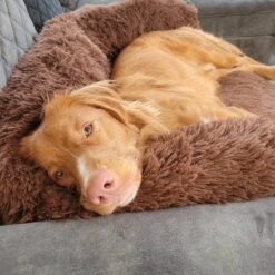 Origineel Hondendeken Voor Bank– Hondenkleed Fluffy – Pluche Hondenbed - Hondenmand Premium - Volledig Afritsbaar -Huisdier Benodigdheden 1200x1200 945