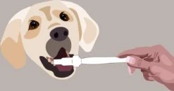 Aedogz Tandsteen Verwijder Spons Hond & Kat - Verwijdert Tandsteen, Aanslag En Vlekken - Verfrist De Adem Voorkomt Tandvleesproblemen. -Huisdier Benodigdheden 1200x632