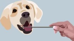 AE Dogz Tandsteenverwijderaar/Tandenkrabber -Huisdier Benodigdheden 1200x663 1