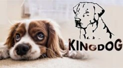 Kingdog - Groot Honden- En Kattenbed | Dierenmand 100 X 75 | Groen - Maat L -Huisdier Benodigdheden 1200x665