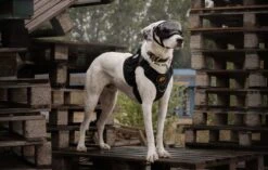 Always Prepared © Pro K9 Hondentuig - Anti Trek - Y Tuig - Middel En Grote Hond - Veiligheidstuig 25 Always Prepared © Pro K9 Hondentuig - Anti Trek - Y Tuig - Middel En Grote Hond - Veiligheidstuig -Huisdier Benodigdheden 1200x761 1