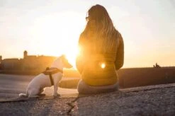 Julius K9 Julius-K9 IDC®Powertuig, XS - Mini-Mini, Donkerroze 13 Julius K9 Julius-K9 IDC®Powertuig, XS - Mini-Mini, Donkerroze -Huisdier Benodigdheden 1200x799 2