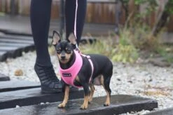 Puppia Soft Hondenharnas - M - Beige 15 Puppia Soft Hondenharnas - M - Beige -Huisdier Benodigdheden 1200x799 8