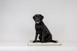 Easypets Puppy Training Pads - Zindelijkheidstraining - Hondentoilet - 60 X 60 Cm - 250 Stuks - INCL. PADHOUDER -Huisdier Benodigdheden 1200x800 15