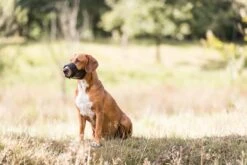 Trixie Muilkorf Polyester Met Gaas Inzet Zwart (M 19-26 CM) -Huisdier Benodigdheden 1200x800 17