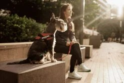 Julius K9 Julius-K9 IDC®Powertuig, S - Mini, Zwart -Huisdier Benodigdheden 1200x800 19