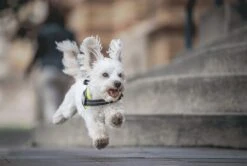 Julius K9 Julius-K9 IDC®Powertuig, 3XS - Baby1, Zwart 17 Julius K9 Julius-K9 IDC®Powertuig, 3XS - Baby1, Zwart -Huisdier Benodigdheden 1200x807 1