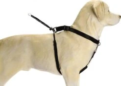 Beeztees Gentle Walker - Hondentuig - Zwart - M -Huisdier Benodigdheden 1200x851