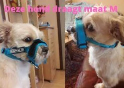 Sharon B Muilkorf Paars Maat M - Fleece - Wasbaar - Reflecterend 14 Sharon B Muilkorf Paars Maat M - Fleece - Wasbaar - Reflecterend -Huisdier Benodigdheden 1200x852 1