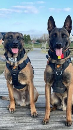 Always Prepared © Pro K9 Hondentuig - Anti Trek - Y Tuig - Middel En Grote Hond - Veiligheidstuig 28 Always Prepared © Pro K9 Hondentuig - Anti Trek - Y Tuig - Middel En Grote Hond - Veiligheidstuig -Huisdier Benodigdheden 675x1200