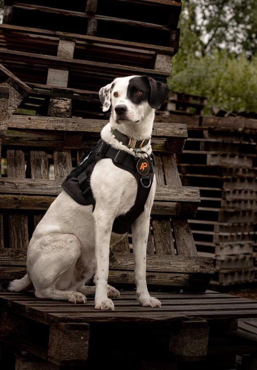 Always Prepared © Pro K9 Hondentuig - Anti Trek - Y Tuig - Middel En Grote Hond - Veiligheidstuig 13 Always Prepared © Pro K9 Hondentuig - Anti Trek - Y Tuig - Middel En Grote Hond - Veiligheidstuig - Afbeelding 11