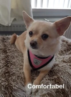 Luxyana® Hondentuigje - S - 28-32cm - Geschikt Voor Kleine Honden En Als Kattenharnas - Easy Step-in Hondentuigje Voor De Kleine Hond Of Kat - Inclusief Bijpassend Riempje - Zwart -Huisdier Benodigdheden 884x1200 3