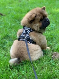 Antitrek Hondentuigje - Middelgrote Honden - Luipaard - Maat M - Borstring - Reflecterend 17 Antitrek Hondentuigje - Middelgrote Honden - Luipaard - Maat M - Borstring - Reflecterend -Huisdier Benodigdheden 900x1200 7