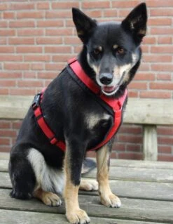 Annyx Hondentuig Harnas Zwart Rood - Y Model - Maat S Is Geschikt Voor Borstomvang 52-64cm. 14 Annyx Hondentuig Harnas Zwart Rood - Y Model - Maat S Is Geschikt Voor Borstomvang 52-64cm. -Huisdier Benodigdheden 928x1200